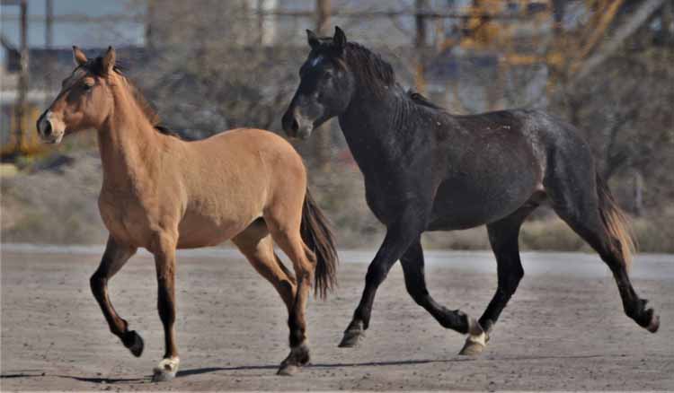mustangs